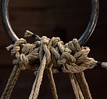 Hogtied